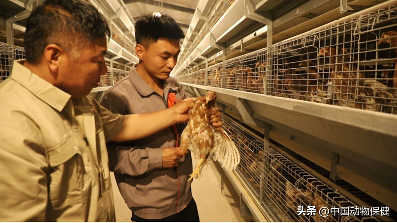 【苗惠中国】以质量求生存，打造优质青年鸡品牌——访沧州洪旺禽业育成公司