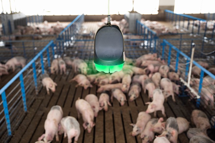 “听得见的猪群健康”——SoundTalks®“数智赋能”养猪业