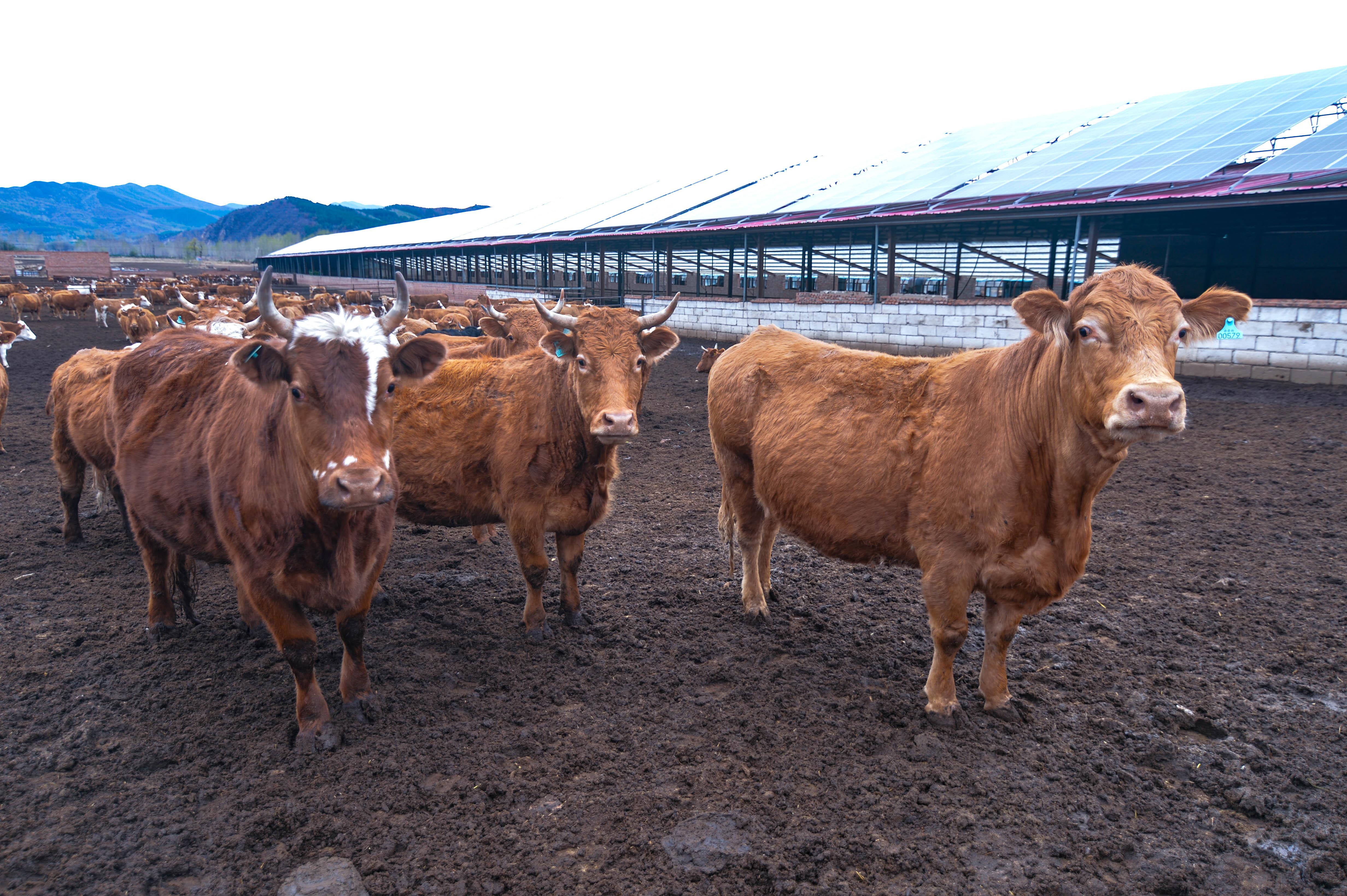河北围场举办京津冀草食畜牧业新质生产力发展产销对接活动