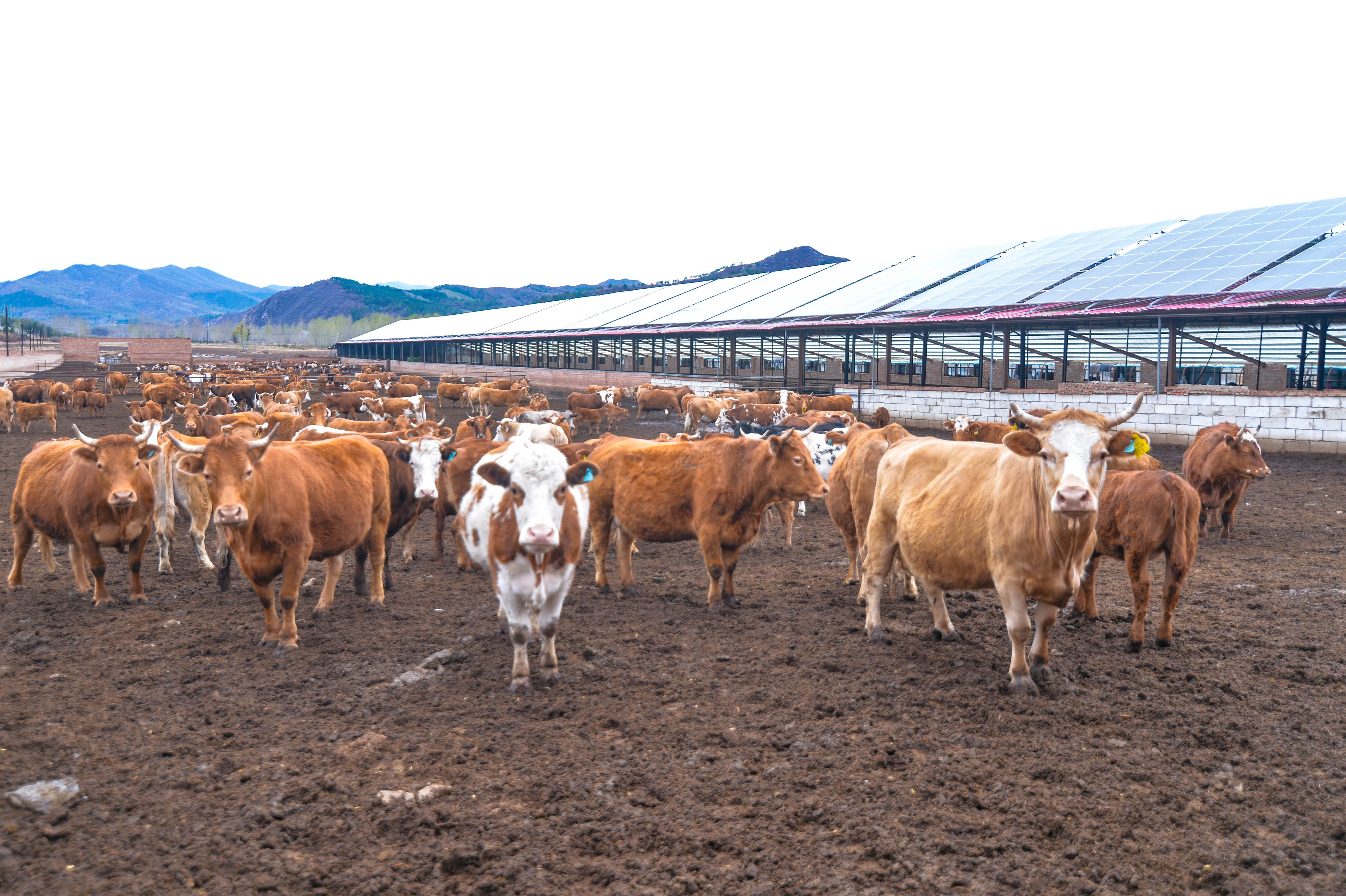 河北围场举办京津冀草食畜牧业新质生产力发展产销对接活动