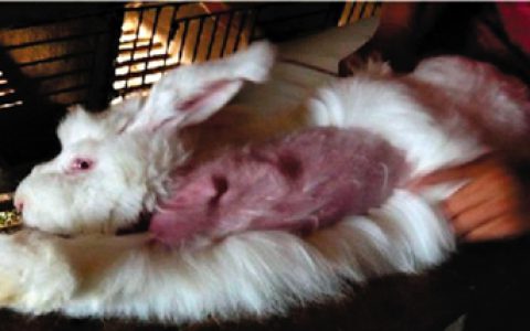 狐兔悲鸣为哪般？