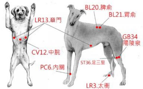 宠物生黄疸 中药清肝退黄
