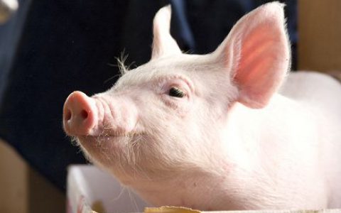 中国散户生猪养殖进入微利时代，养殖户何去何从？