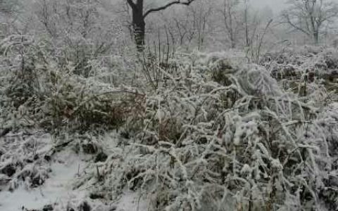 柿树迎春