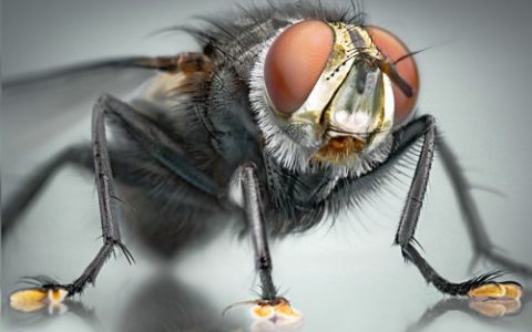 夏季必备：猪场灭蝇秘籍