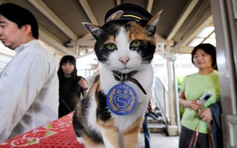 日本为人气猫站长举行葬礼