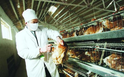 H7N9十大未解之迷