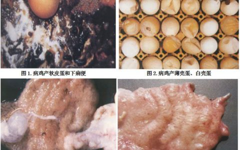 鸡减蛋综合征诊断&预防