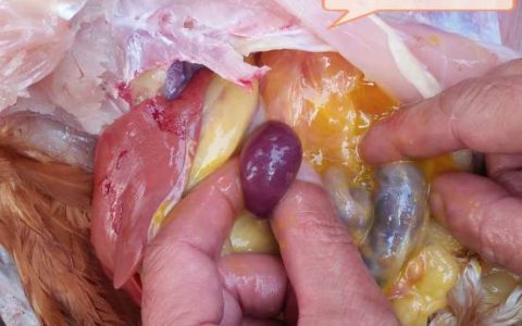 鸡新城疫病理特征及防疫要点