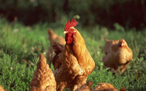 鸡呼吸道疾病的声音信号及病因分析