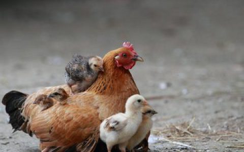 鸡传染性鼻炎知识问答