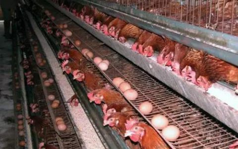 鸡传染性喉气管炎疫苗还有这几项值得关注