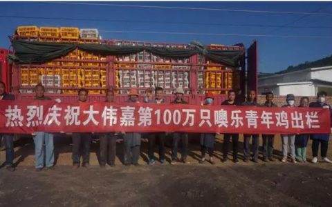 热烈祝贺大伟嘉股份第100万只噢乐青年鸡出栏