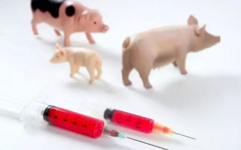 仔猪母源抗体的衰减规律及免疫日龄