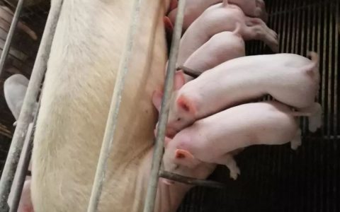 好消息！存栏500头以上安徽养猪大户可申请点对点跨市调运生猪