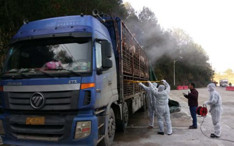 福建宁化县连续截获江西跨省违规调运生猪及生猪产品