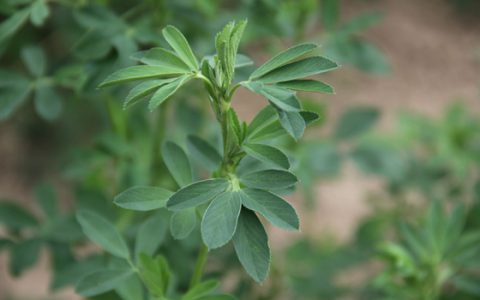 凭“空”而生的“中天1号紫花苜蓿”