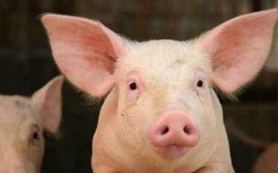 聚焦行业 - 非洲猪瘟