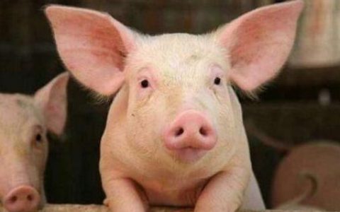 好消息！农业农村部：疫区出栏肥猪可以“点对点”调运了！