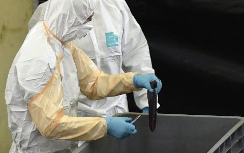 湖南省怀化市鹤城区非洲猪瘟疫区解除封锁