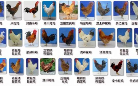 《地方鸡保护利用技术体系创建与应用》获得国家科技进步二等奖