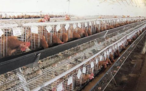 河北省农产品加工转化率达55%