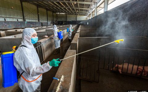 宁夏回族自治区永宁县发生非洲猪瘟疫情