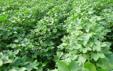 月球第一颗棉芽种子