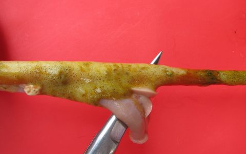 鸡魏氏梭菌感染与球虫病、新城疫、禽流感 临床鉴别诊断