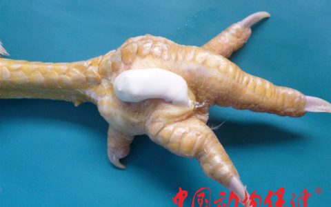 图解病例|家禽痛风病的发生与防治