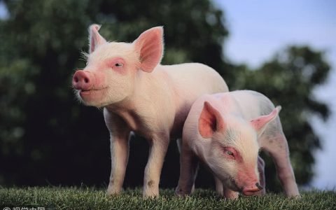 新疆96个县（市、区）划定畜禽养殖禁养区