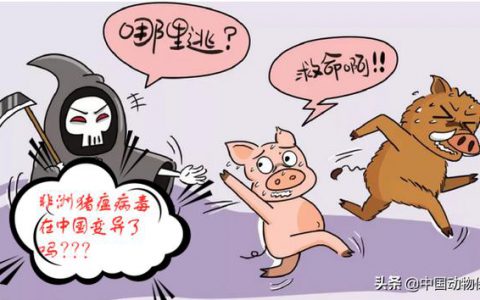 河南新郑市动监所全面开展屠宰环节非洲猪瘟检测