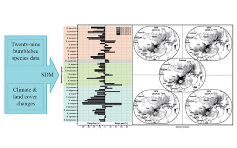 东亚地区熊蜂多样性面临巨大威胁