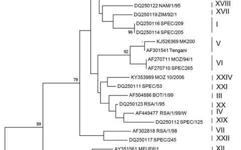 研究进展|猪肉中的非洲猪瘟病毒在2018年8月被中国游客带入韩国