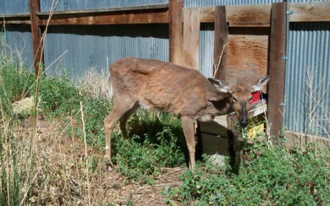 检测及疫情管理区规划成为难点，美国“僵尸鹿病”防控难题多