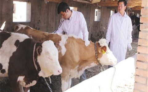 用中医给动物治呼吸道传染病