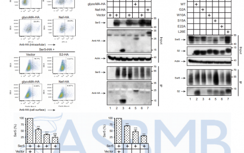 哈兽研发现逆转录病毒拮抗HIV限制性因子的新机制