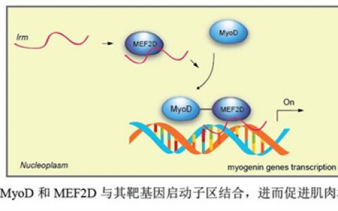 农科院特产所首次揭示长非编码RNA调控肌肉发育机制