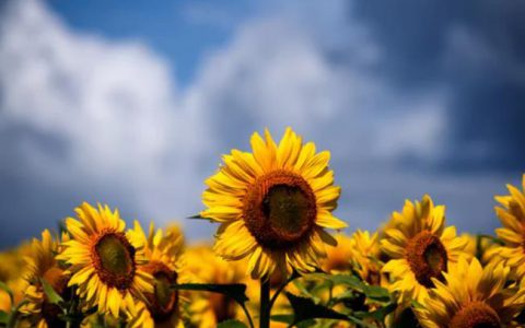 300余吨不合格动物饲料被无害化处理