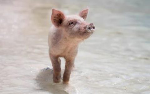 2019年第15周生猪及猪肉价格环比下降