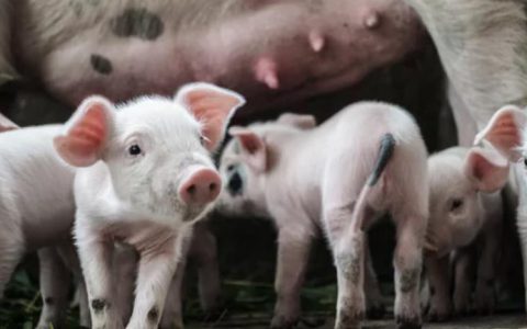报告：全中国感染了非洲猪瘟