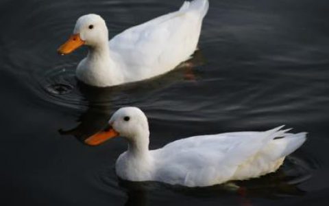 重磅！  全国水禽遗传改良计划（2020─2035）