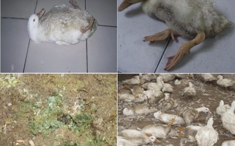 如果你养水禽，就一定要知道的坦布苏病毒病（连载一）