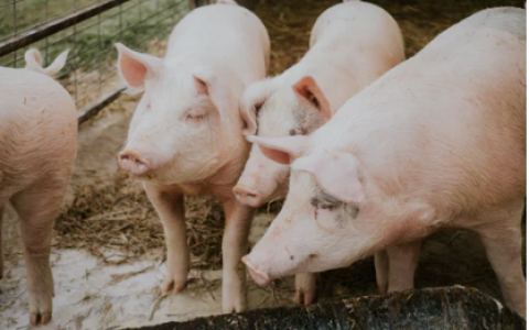 兰州生猪发展协会成立