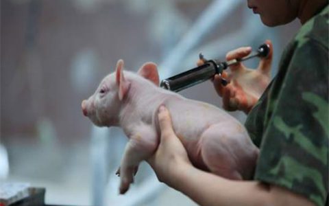 重大突破  我国科学家创制了非洲猪瘟候选疫苗