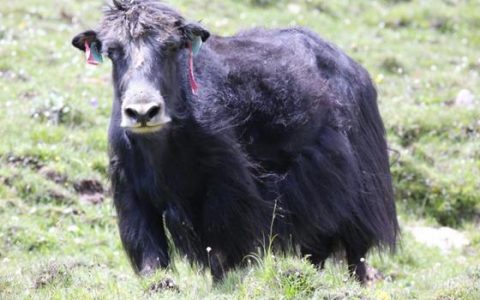 里程碑性创新成果“阿什旦牦牛”喜获国家畜禽新品种证书