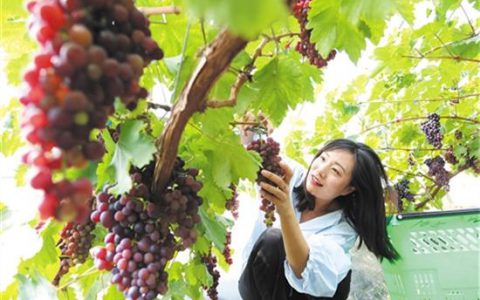 [经济日报]   水果供给有保障价格将趋稳