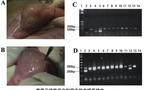 突破  [中国科学报] 我国科学家全面定性鹿茸干细胞