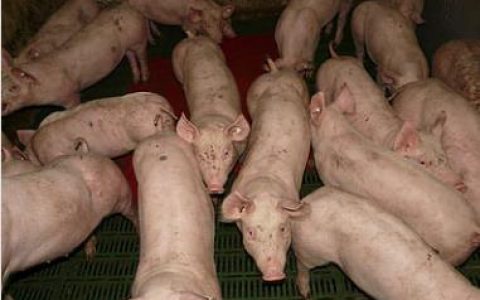 河南省对57个市县级非洲猪瘟检测实验室进行监督评审