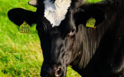 2025年河北全面实现奶业振兴